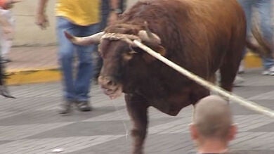 Benavente vive una emocionante y rápida carrera del toro enmaromado