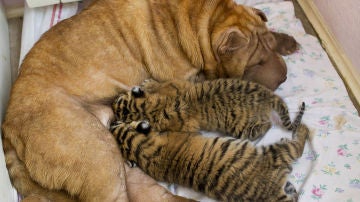 Los tigres con su madre adoptiva