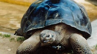 Una pareja de tortugas se divorcian después de más de 100 años juntas