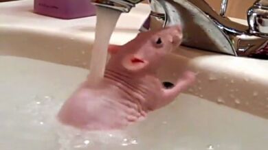 Una rata calva se acicala en el lavabo de su dueño que usa a modo de balneario