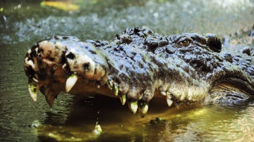 Australia se plantea autorizar la caza de cocodrilos