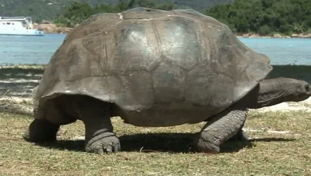 Las islas Seychelles es uno de los paraísos de las tortugas