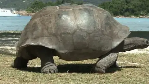 Las islas Seychelles es uno de los paraísos de las tortugas Las islas Seychelles es uno de los paraísos de las tortugas