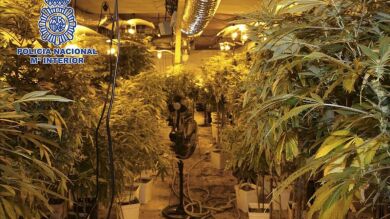 La Policía se incauta 2.300 plantas de marihuana en Mallorca