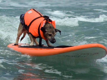 Canino surfista