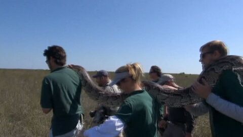 Una pit&oacute;n gigante en Florida