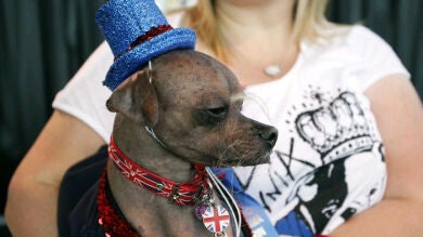 Un perro británico gana el premio al 