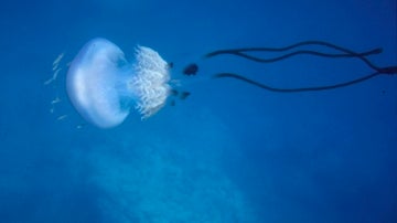 Aparecen en el Mediterráneo ejemplares de una medusa muy rara