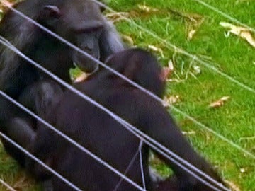 Un joven herido por el ataque de unos chimpancés