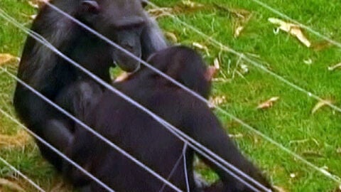 Un joven herido por el ataque de unos chimpanc&eacute;s