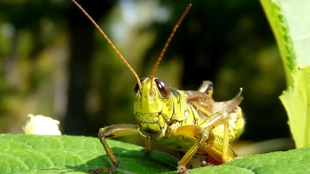 Saltamontes subido a una hoja