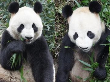 Shin Shin y Li Li, los pandas gigantes de Tokio