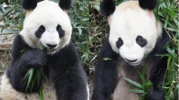 Shin Shin y Li Li, los pandas gigantes de Tokio