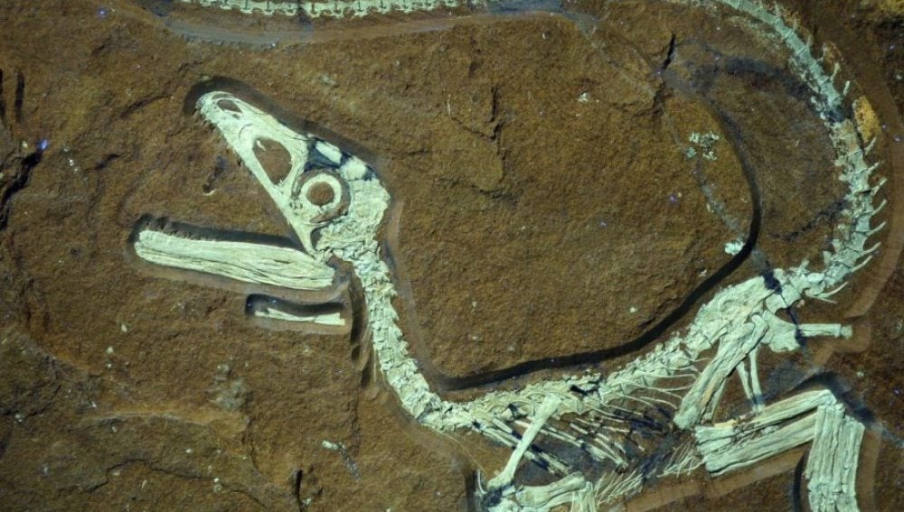 Restos fósiles de un dinosaurio