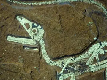 Restos fósiles de un dinosaurio Restos fósiles de un dinosaurio