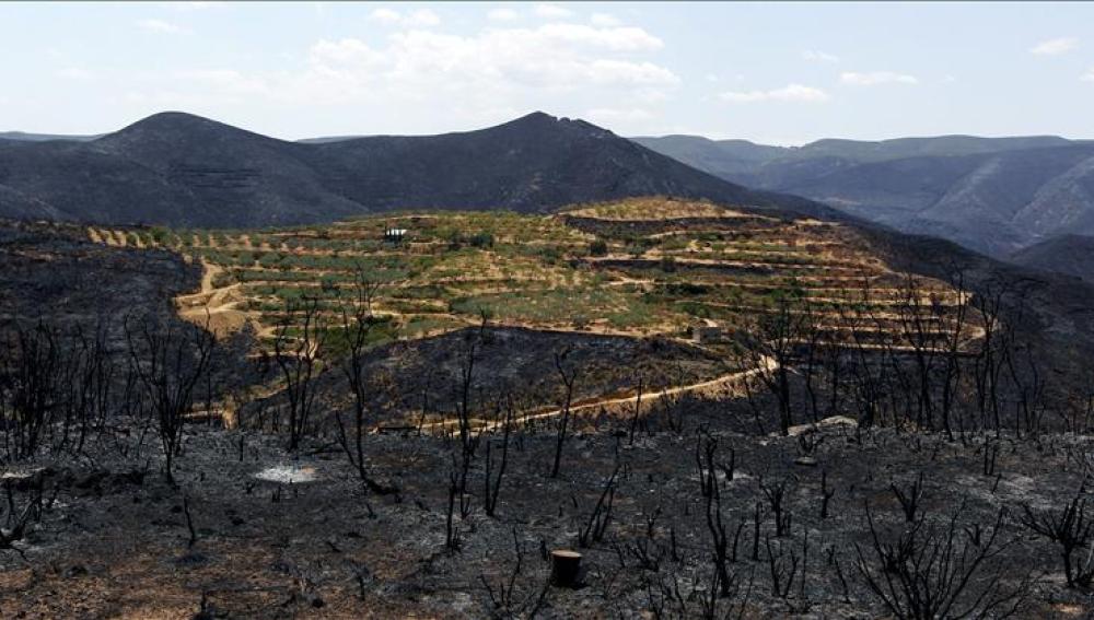 Los incendios de Valencia convierten los bosques en tierra baldía