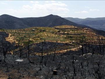 Los incendios de Valencia convierten los bosques en tierra baldía