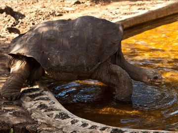 Solitario George era la última tortuga de su especie