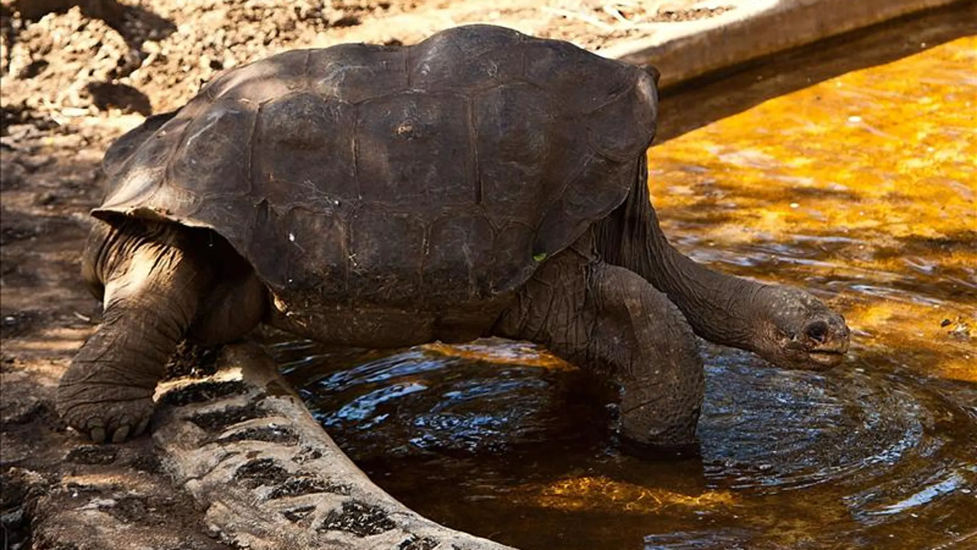 Solitario George era la última tortuga de su especie Solitario George era la última tortuga de su especie