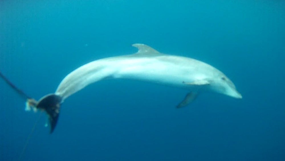 Delfín rescatado