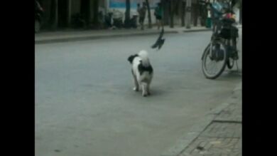 Una golondrina furiosa ataca a un perro