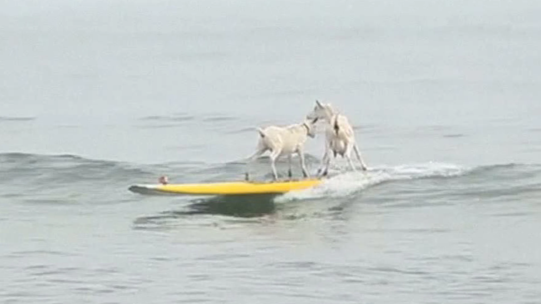 Dos cabras haciendo surf