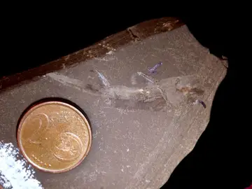 Pablito, el tiburón más pequeño de la tierra Pablito, el tiburón más pequeño de la tierra