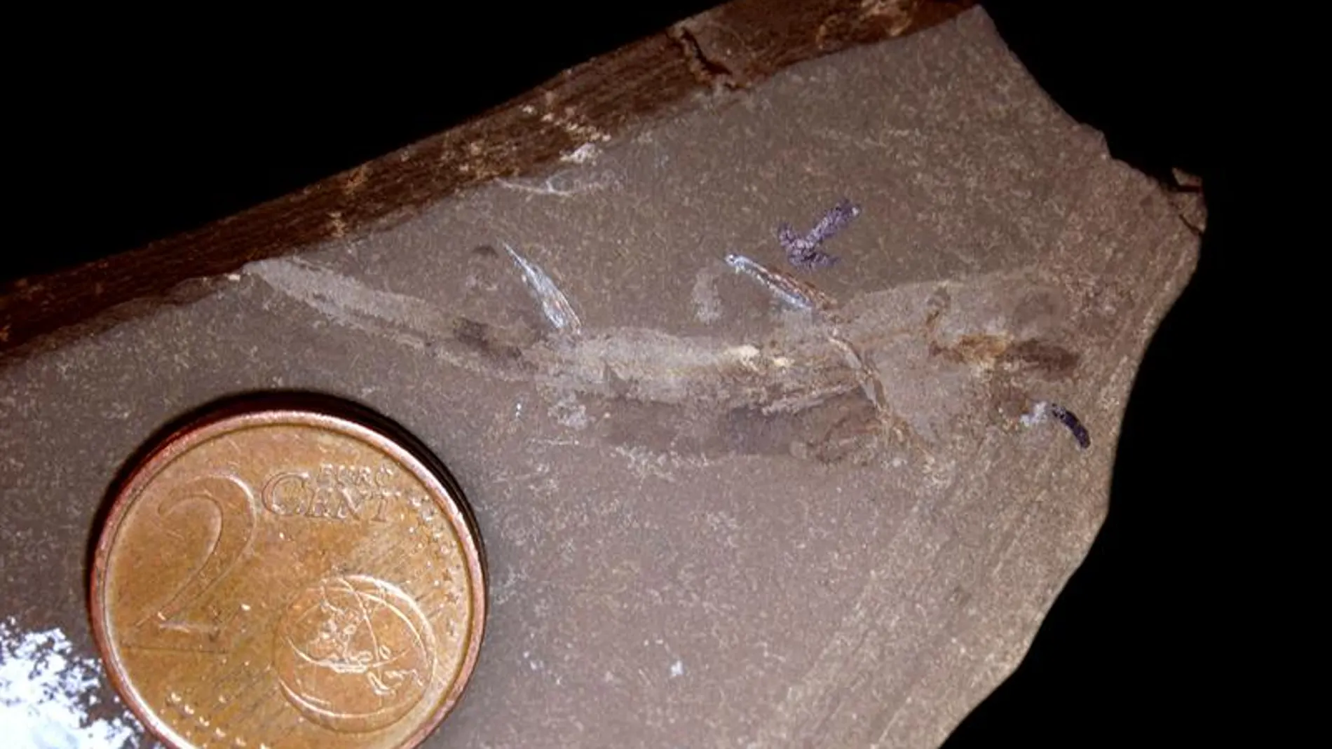 Pablito, el tiburón más pequeño de la tierra Pablito, el tiburón más pequeño de la tierra