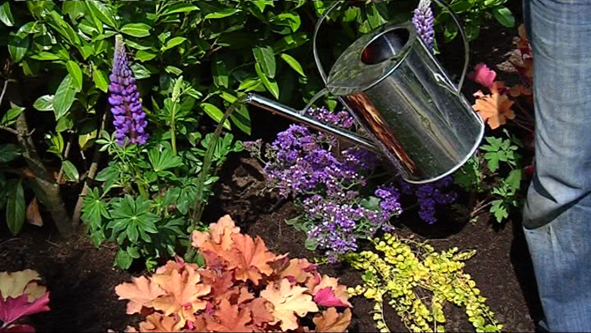 Plantas vivaces