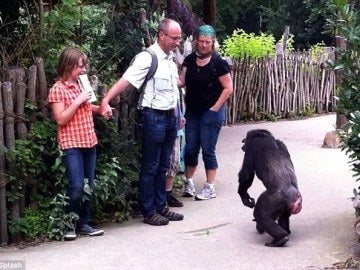 Chimpancé en el zoo de Hanover