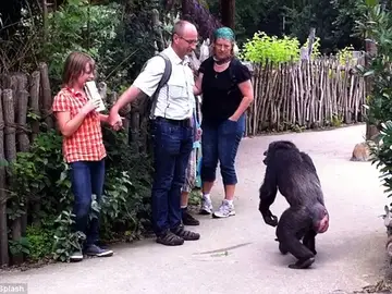 Chimpancé en el zoo de Hanover Chimpancé en el zoo de Hanover