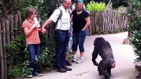 Chimpanc&eacute; en el zoo de Hanover