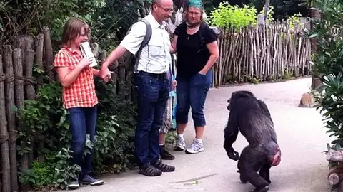 Chimpancé en el zoo de Hanover Chimpancé en el zoo de Hanover