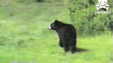 Un pequeño gato aterroriza a un oso en un inesperado encuentro