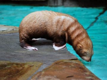 Oso marino albino Oso marino albino