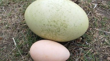 Imagen de unos huevos de avestruz