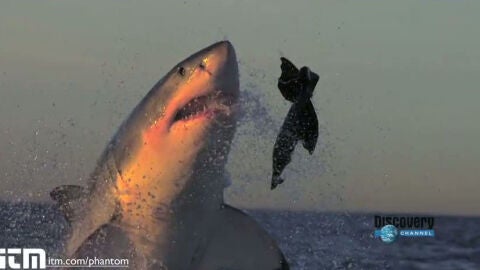 Tiburones blancos atacando