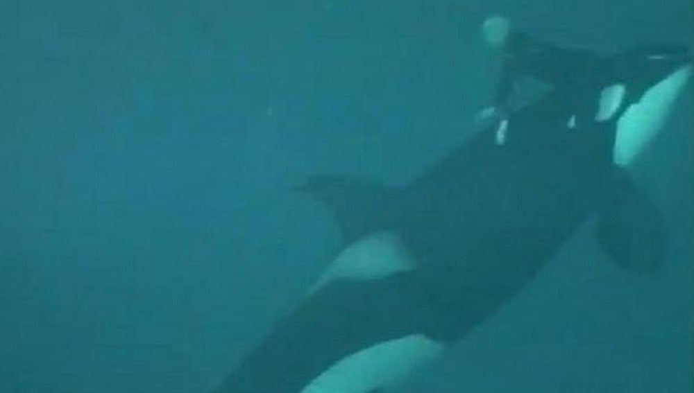 Una orca sumerge a su entrenador