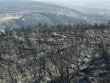 Ha dejado 14.000 hectáreas arrasadas Ha dejado 14.000 hectáreas arrasadas