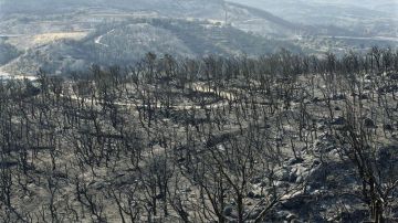Ha dejado 14.000 hectáreas arrasadas