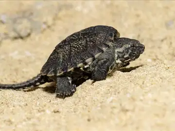 Pequeño ejemplar de tortuga lagarto Pequeño ejemplar de tortuga lagarto