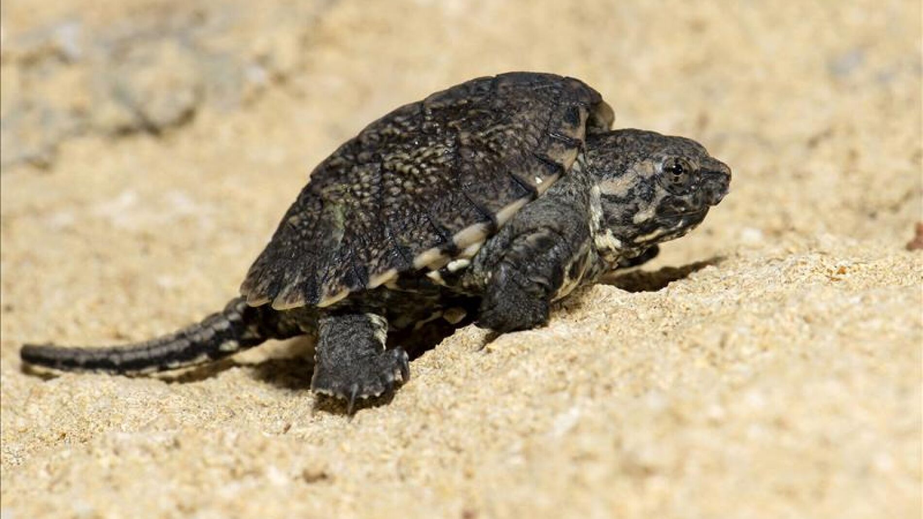 Peque&ntilde;o ejemplar de tortuga lagarto