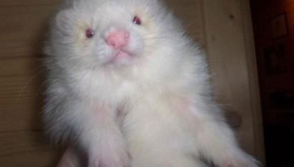 Una ratas-caniche