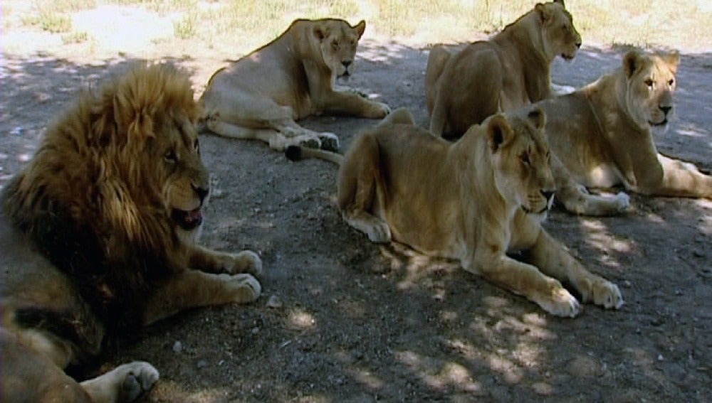 Los leones del safari de Madrid se tumban a la sombra