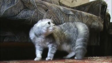 El gato que dice 'no'