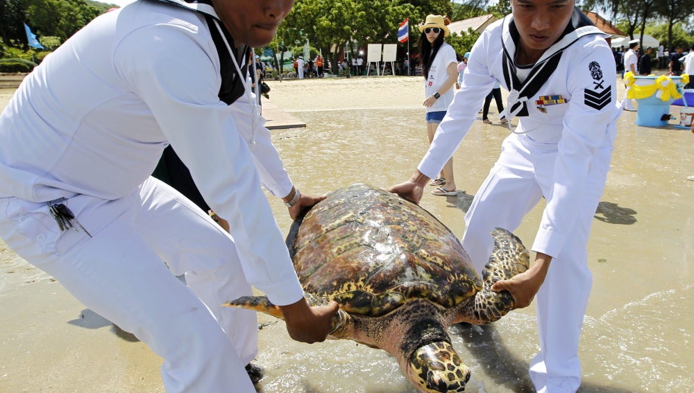 La Marina tailandesa liberando las tortugas