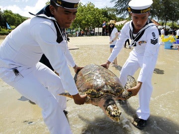 La Marina tailandesa liberando las tortugas