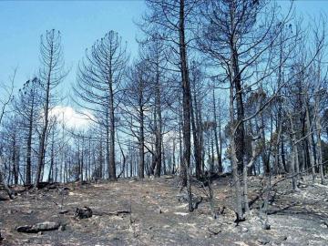 Zona afectada por el incendio declarado en 2005 en Guadalajara Zona afectada por el incendio declarado en 2005 en Guadalajara