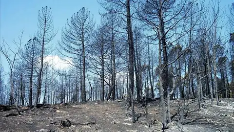 Zona afectada por el incendio declarado en 2005 en Guadalajara Zona afectada por el incendio declarado en 2005 en Guadalajara