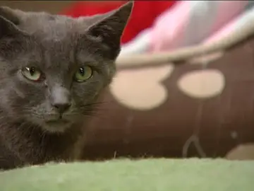 Albergue para gatos Albergue para gatos